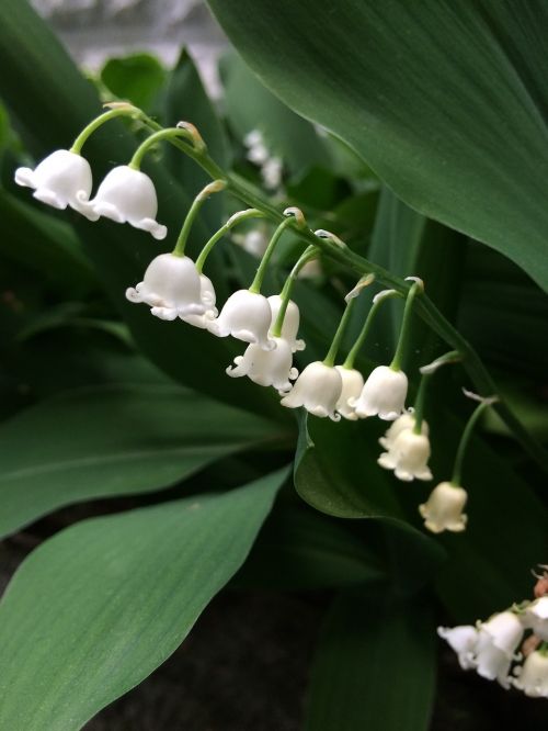 lily of the valley flowers white bells