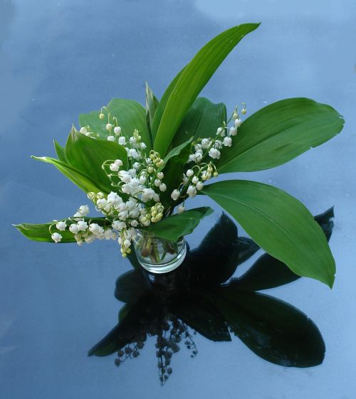 lily of the valley plant garden