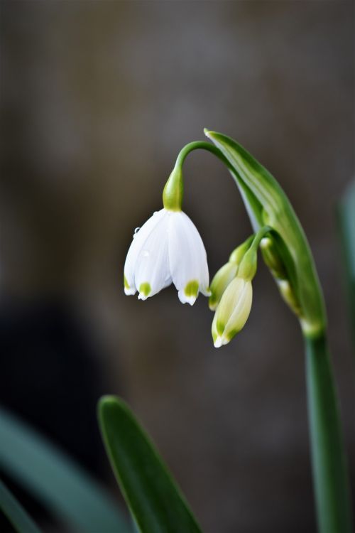 lily of the valley flower plant