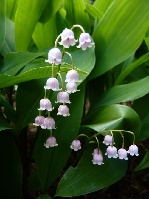 lily of the valley flower nature