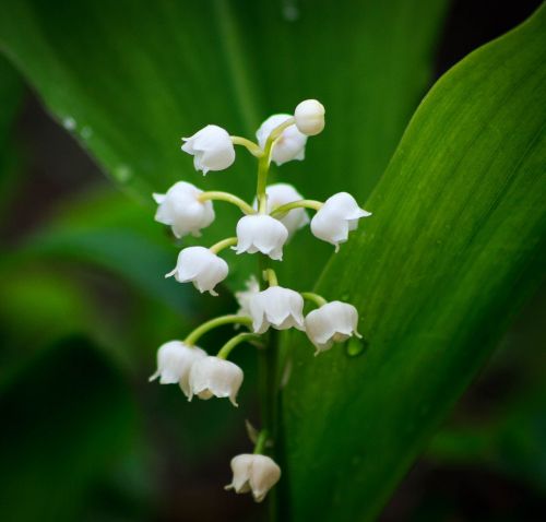 lily of the valley flower spring