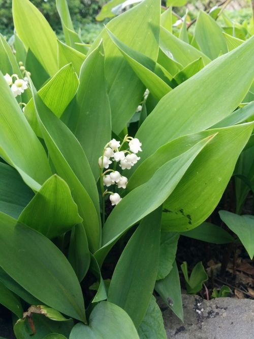 lily of the valley garden spring