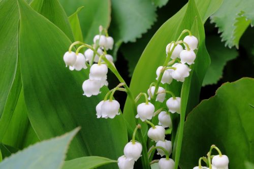 lily of the valley flower spring