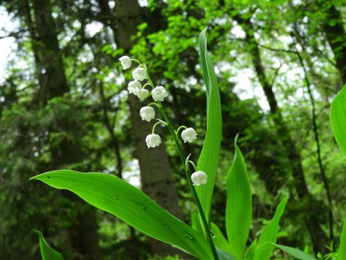 lily of the valley forest drop of water