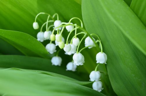 lily of the valley flower closeup