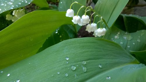 lily of the valley flowers leaves