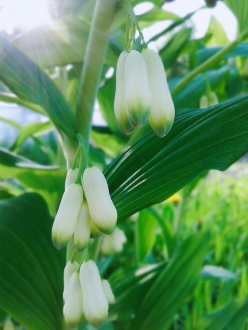 lily of the valley garden flowers