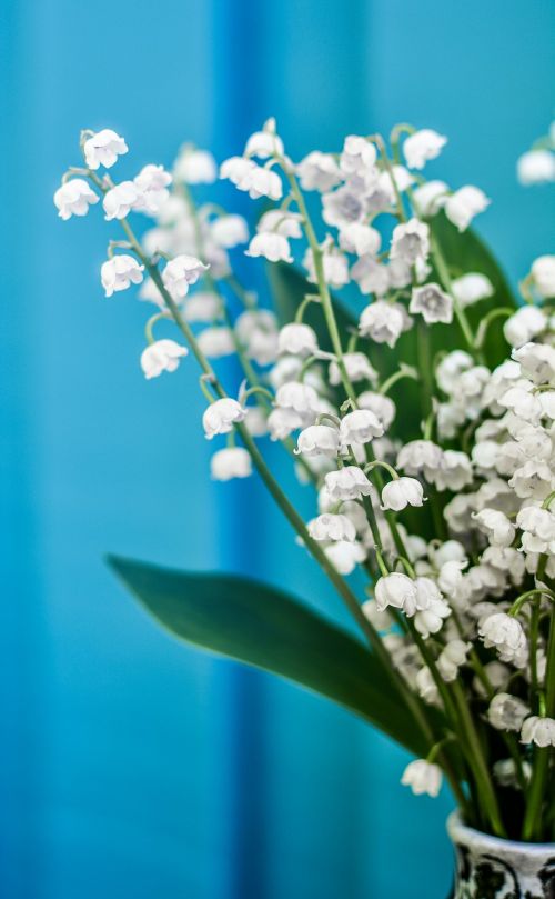 lily of the valley flower pot