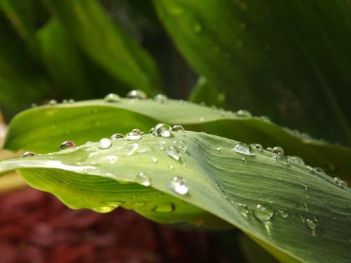 lily of the valley nature raindrop