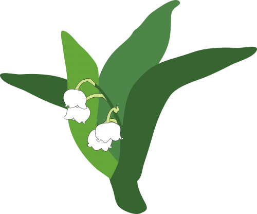 lily of the valley plant flower