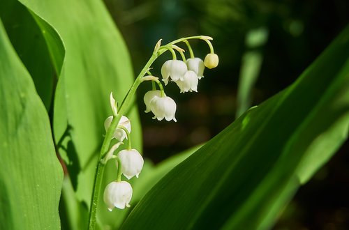 lily of the valley  morning sun  nature