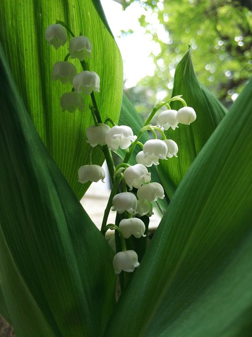 lily of the valley  spring  may