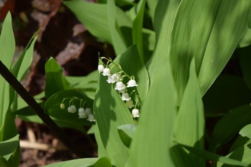 lily of the valley  flower  spring