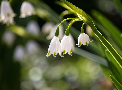 lily of the valley  flower  plant