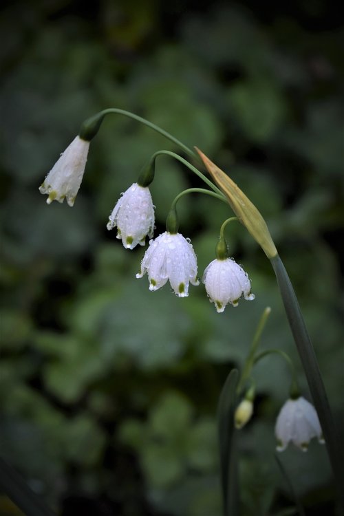 lily of the valley  spring  plant