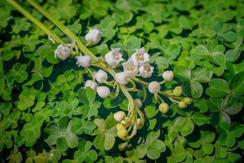 lily of the valley  fragrance  klee