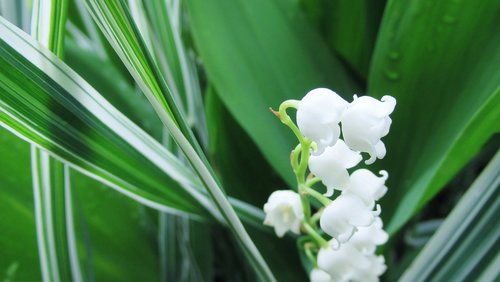 lily of the valley  white flower  green