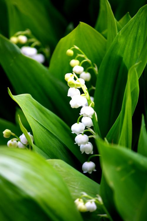 lily of the valley white fragrance