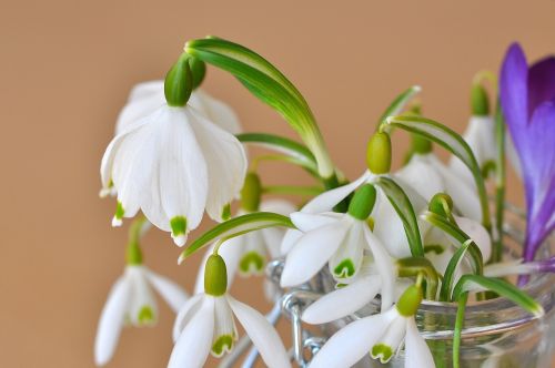 lily of the valley snowdrop signs of spring