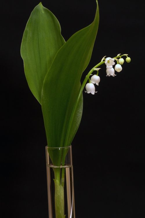 lily of the valley convallaria majalis spring
