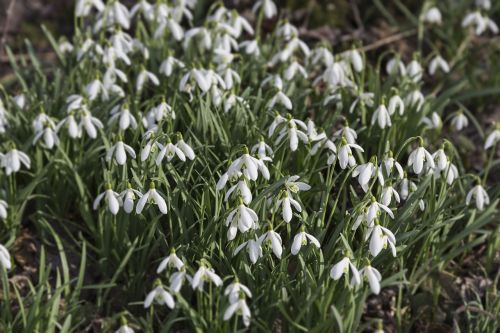 lily of the valley snowdrop flower white