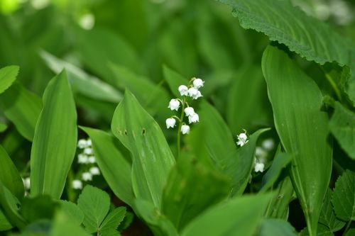 lily of the valley blossom bloom
