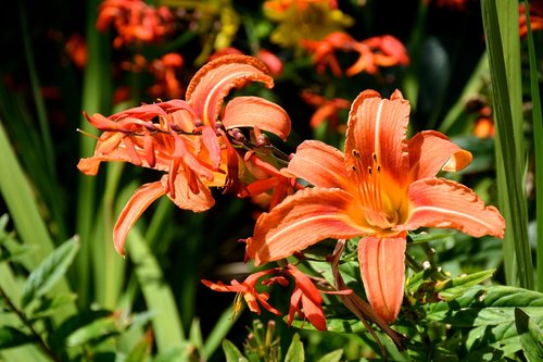 lily orange  flower  orange