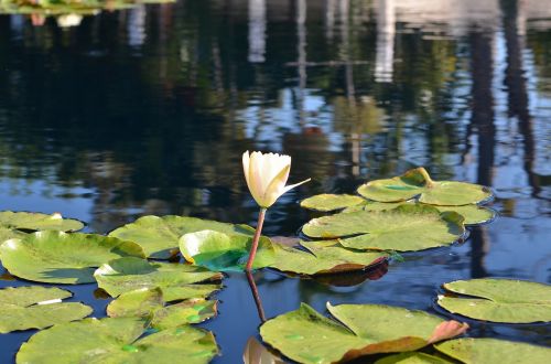 lily pad water reflection