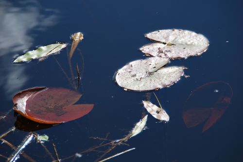 lily pad lake water
