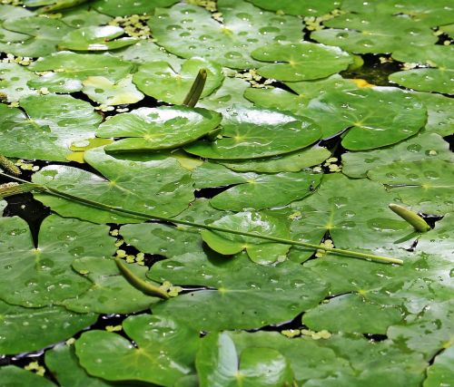 lily pad leaves pond