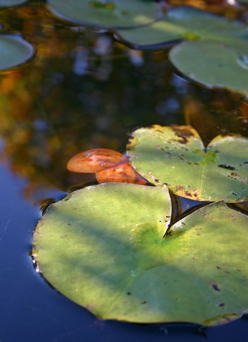lily pad lily pond leaf
