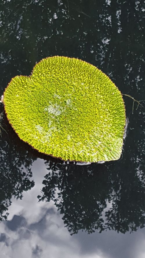 lily pad pond water