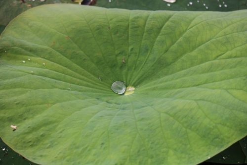 lily pad water pond