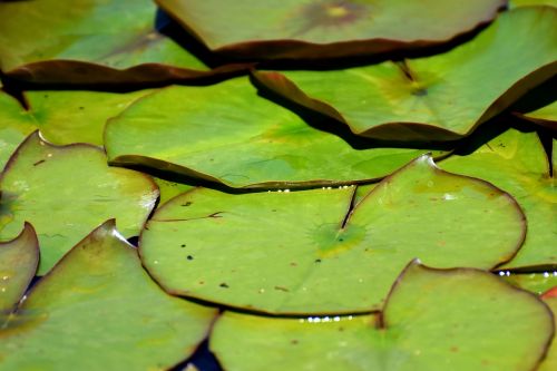 lily pad pond green