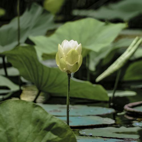 lily pad flower nature