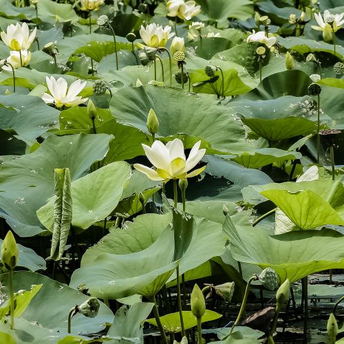 lily pad pond water