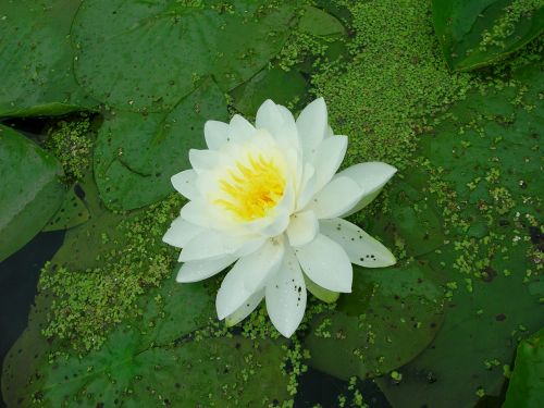 lily pad flower pond