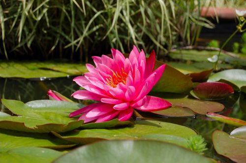 lily pad nature pink
