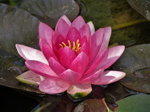 lily pad  pink and yellow  lotus