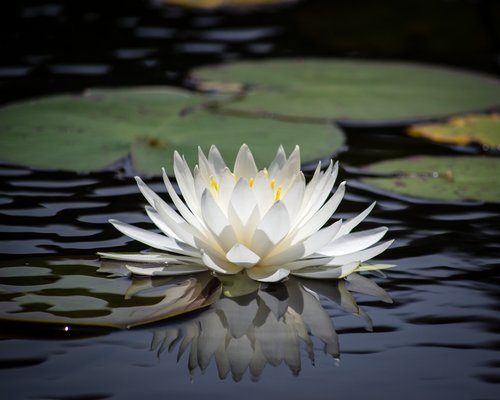 lily pad  white  flower