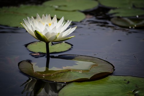 lily pad  white  nature