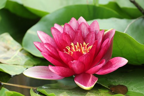 lily pad  flower  pond