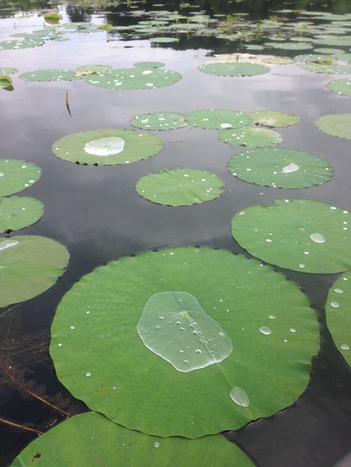 lily pad lake green