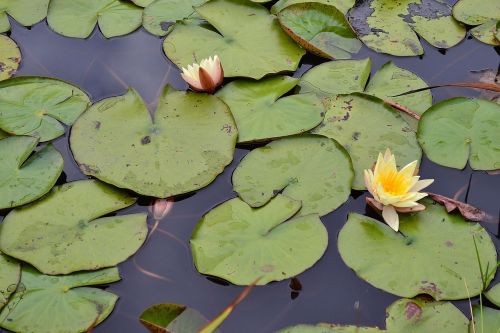lily pads yellow flower blossom