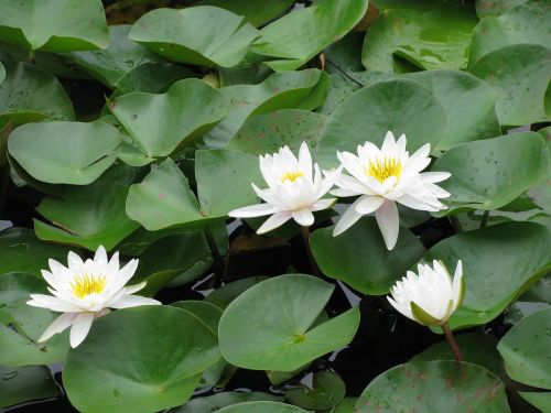 lily pads pond wetlands