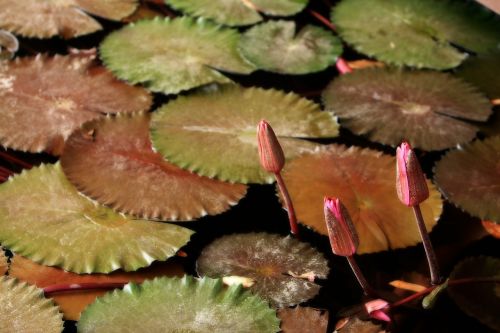 lily pads pond pond plant