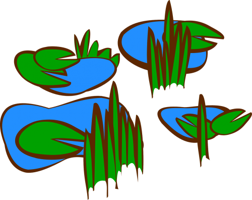 lily pads swamp marsh