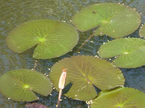 lily pads lotus leaves