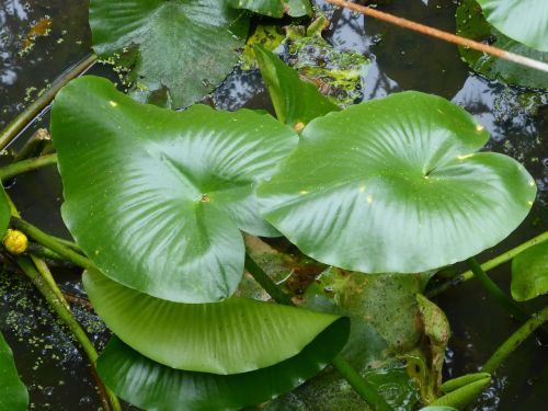 lily pads water lily water