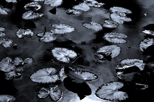lily pads  black and white  pond